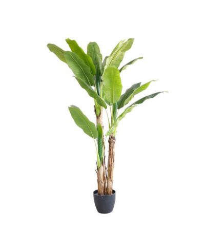 BANANA TREE NP6327_180_22  ΥΨΟΣ 180cm NewPlan