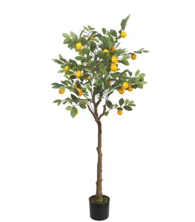 LEMON TREE NP_30_170 ΥΨΟΣ 170cm_strati_fyta_thessaloniki