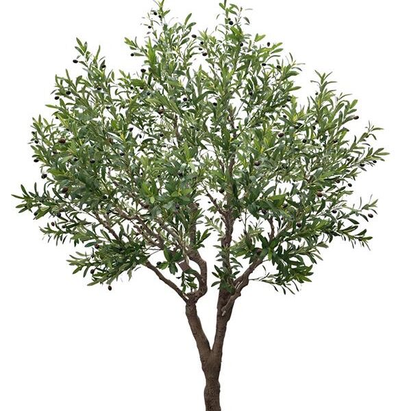 OLIVE TREE NP496_240_UV ΥΨΟΣ 240cm_strati_fyta_thessaloniki