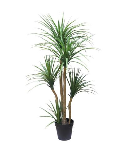 DRACAENA NP_28_155 ΥΨΟΣ 155cm_strati_fyta_thessaloniki