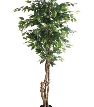FICUS TREE NP5208_150 ΥΨΟΣ 150cm_www.strati.gr_ΣΤΡΑΤΗ_ΣΟΥΡΩΤΗ_ΘΕΡΜΗ_ΘΕΣΣΑΛΟΝΙΚΗ_GREECE_2396042009