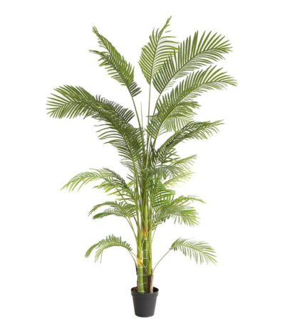 PALM TREE NP5500_240_22 ΥΨΟΣ 240cm