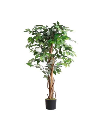 FICUS TREE NP0078_120 YΨΟΣ 120cmwww.strati.gr_ΣΤΡΑΤΗ_ΣΟΥΡΩΤΗ_ΘΕΡΜΗ_ΘΕΣΣΑΛΟΝΙΚΗ_GREECE_2396042009