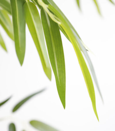 BAMBOO  NP0076_210 ΥΨΟΣ 210cm NewPlan