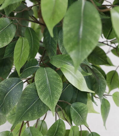 FICUS TREE NP0078_120   YΨΟΣ 120cm NewPlan