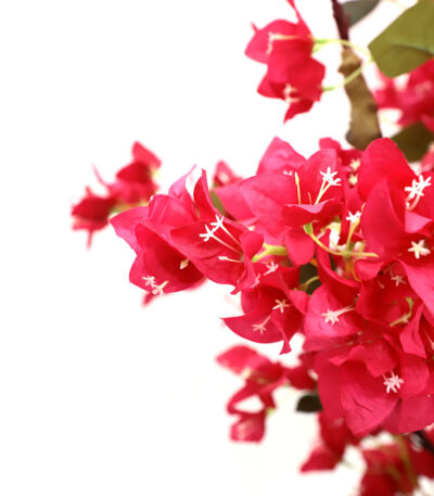 BOUGAINVILLEA  NP0421_210  ΥΨΟΣ 210cm NewPlan