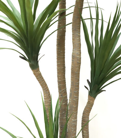 DRACAENA  NP_28_155  ΥΨΟΣ 155cm NewPlan