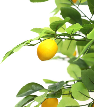 LEMON TREE  NP_30_170  ΥΨΟΣ 170cm NewPlan