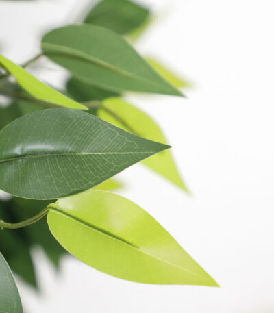 FICUS TREE NP5209_180  ΥΨΟΣ 180cm NewPlan
