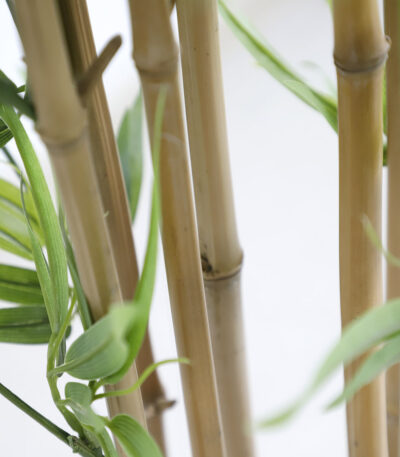 BAMBOO  NP6321_180_22  ΥΨΟΣ 180cm NewPlan