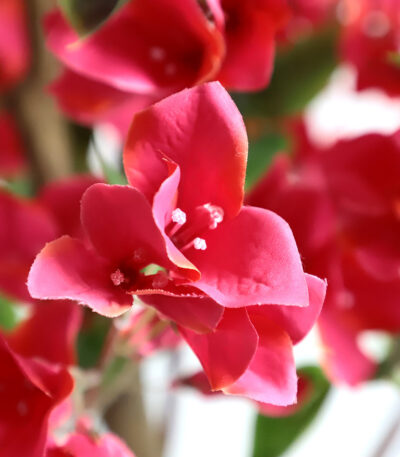 BOUGAINVILLEA _STRATI_120_THESSALONIKI