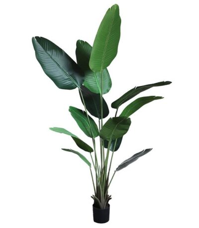 BANANA TREE NP1412_180  ΥΨΟΣ 180cm NewPlan
