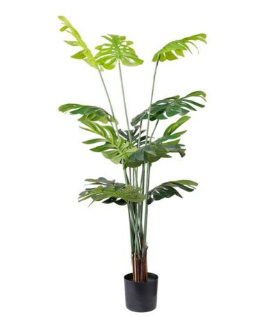 MONSTERA NP6314_155_22 ΥΨΟΣ 155cm