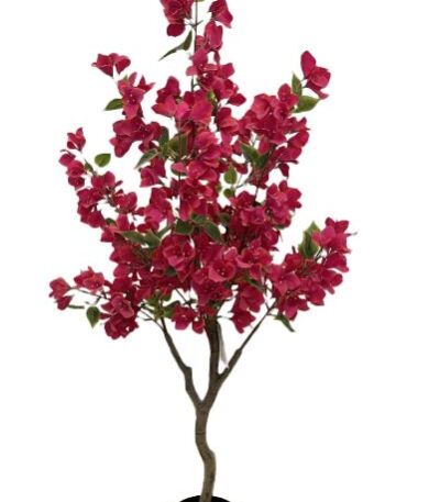 BOUGAINVILLEA NP_70_120 ΥΨΟΣ 120cm ΣΤΡΑΤΗ ΣΟΥΡΩΤΗ ΘΕΡΜΗ ΘΕΣΣΑΛΟΝΙΚΗ