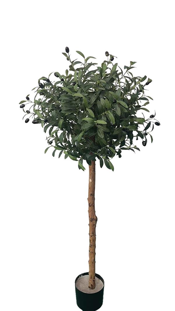 OLIVE TREE NP5807_150_22_UV ΥΨΟΣ 150cm_www.strati.gr_ΣΤΡΑΤΗ_ΣΟΥΡΩΤΗ_ΘΕΡΜΗ_ΘΕΣΣΑΛΟΝΙΚΗ_GREECE_2396042009 OLIVE TREE NP5807_150_22_UV ΥΨΟΣ 150cm_www.strati.gr_ΣΤΡΑΤΗ_ΣΟΥΡΩΤΗ_ΘΕΡΜΗ_ΘΕΣΣΑΛΟΝΙΚΗ_GREECE_2396042009