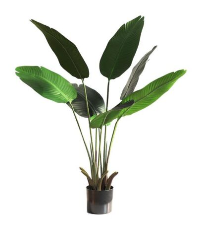 BANANA TREE NP1410_120  ΥΨΟΣ 120cm NewPlan