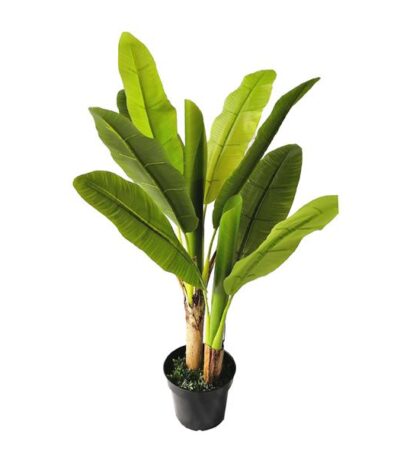 BANANA TREE NP014_120_22 ΥΨΟΣ 120cm_strati_fyta