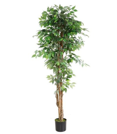 FICUS TREE NP0081_210 ΥΨΟΣ 210cm