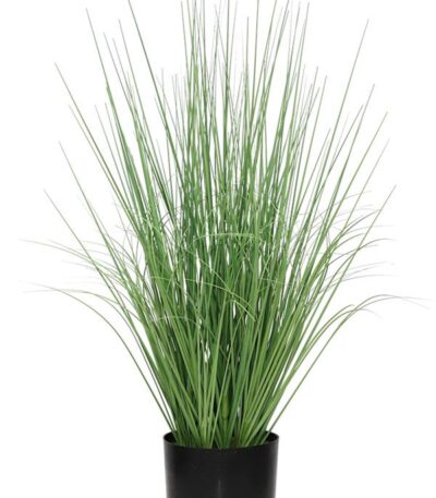 onion-grass-tree-np1009_60-ypsos-60cm_strati_thessaloniki