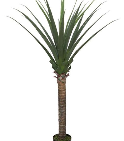 AGAVI_TREE_160_STRATI